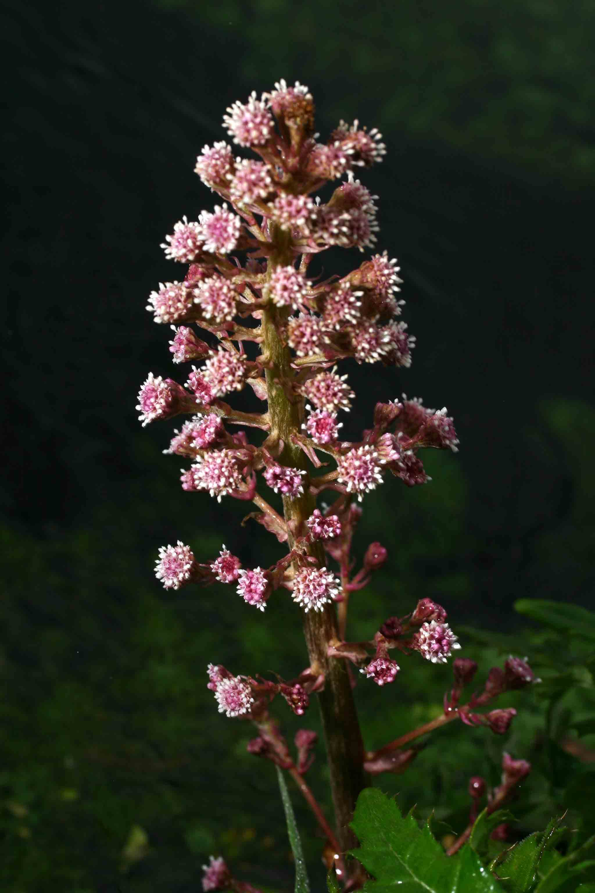 Petasites fragrans